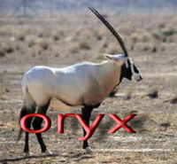 Oryx