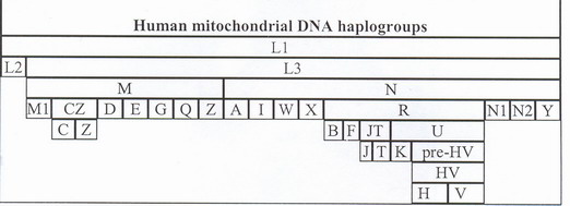 mtDNA