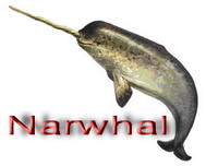 narwhal