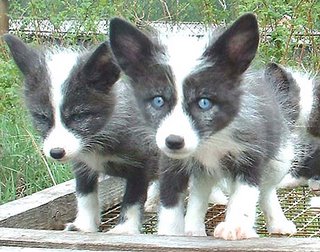 Little Foxes Little Foxes
