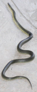 snake